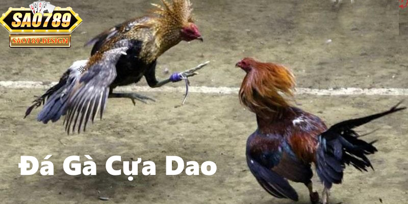Những đặc điểm hấp dẫn của đá gà cựa dao