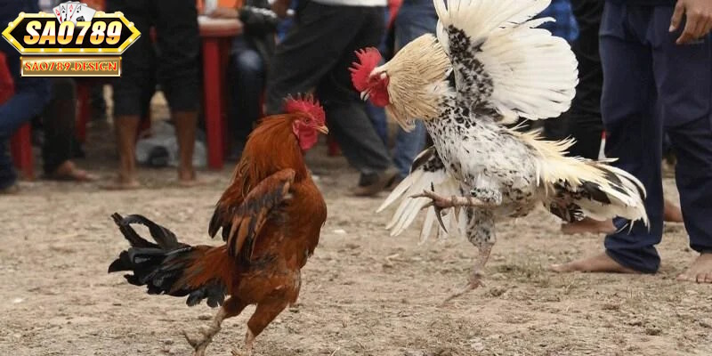Cách chọn chiến kê có lợi thế trong đá gà cựa dao